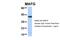 MAF BZIP Transcription Factor G antibody, PA5-40582, Invitrogen Antibodies, Western Blot image 