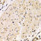 Transmembrane Serine Protease 2 antibody, A00666, Boster Biological Technology, Immunohistochemistry frozen image 