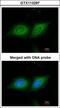 Tyrosine 3-Monooxygenase/Tryptophan 5-Monooxygenase Activation Protein Beta antibody, GTX113297, GeneTex, Immunofluorescence image 