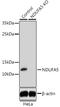 NADH:Ubiquinone Oxidoreductase Subunit A5 antibody, LS-C749733, Lifespan Biosciences, Western Blot image 