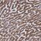 WD Repeat Domain 19 antibody, PA5-58860, Invitrogen Antibodies, Immunohistochemistry frozen image 