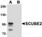 Signal Peptide, CUB Domain And EGF Like Domain Containing 2 antibody, orb94556, Biorbyt, Western Blot image 