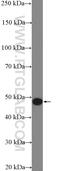 Ankyrin Repeat And SOCS Box Containing 6 antibody, 21449-1-AP, Proteintech Group, Western Blot image 