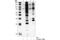 PKA  substrate motif phosphate antibody, 9624S, Cell Signaling Technology, Western Blot image 