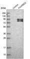 FAD Dependent Oxidoreductase Domain Containing 2 antibody, PA5-56798, Invitrogen Antibodies, Western Blot image 
