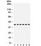 Serine/Threonine Kinase Receptor Associated Protein antibody, R32362, NSJ Bioreagents, Western Blot image 