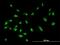 Golgi Reassembly Stacking Protein 2 antibody, H00026003-B01P, Novus Biologicals, Immunocytochemistry image 