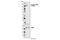 Inositol Polyphosphate Phosphatase Like 1 antibody, 5445P, Cell Signaling Technology, Western Blot image 