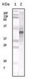 Apolipoprotein A5 antibody, TA301561, Origene, Western Blot image 