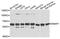 DNA Methyltransferase 1 Associated Protein 1 antibody, abx135726, Abbexa, Western Blot image 