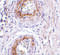 Adhesion G Protein-Coupled Receptor A2 antibody, 4369, ProSci, Immunohistochemistry paraffin image 