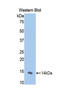 Natriuretic Peptide A antibody, LS-C300076, Lifespan Biosciences, Western Blot image 