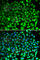 Proteasome Subunit Beta 2 antibody, A5483, ABclonal Technology, Immunofluorescence image 