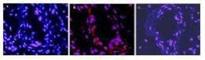 Interleukin 1 Beta antibody, NBP1-42767, Novus Biologicals, Immunofluorescence image 
