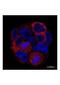 CD14 antibody, NBP2-37291, Novus Biologicals, Immunocytochemistry image 