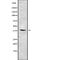 SET Domain Containing 7, Histone Lysine Methyltransferase antibody, abx218537, Abbexa, Western Blot image 