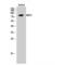 Lysine Acetyltransferase 7 antibody, LS-C383884, Lifespan Biosciences, Western Blot image 