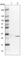 Toll Interacting Protein antibody, HPA038622, Atlas Antibodies, Western Blot image 