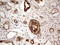 CP47 antibody, LS-C339194, Lifespan Biosciences, Immunohistochemistry frozen image 