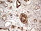 Phakinin antibody, LS-C339194, Lifespan Biosciences, Immunohistochemistry frozen image 