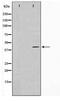 PR/SET Domain 12 antibody, TA347666, Origene, Western Blot image 