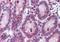 Ribosomal Protein L39 Like antibody, orb89807, Biorbyt, Immunohistochemistry paraffin image 