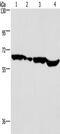 SRY-Box 18 antibody, TA350837, Origene, Western Blot image 