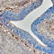 Semaphorin-3C antibody, AF1728, R&D Systems, Immunohistochemistry frozen image 