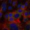 Fibrinogen Gamma Chain antibody, NBP2-37556, Novus Biologicals, Immunocytochemistry image 