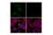 Chromogranin A antibody, 85798S, Cell Signaling Technology, Immunocytochemistry image 