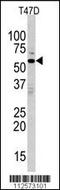 Mitogen-Activated Protein Kinase 15 antibody, 62-984, ProSci, Western Blot image 