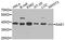 SUMO1 Activating Enzyme Subunit 1 antibody, A9960, ABclonal Technology, Western Blot image 