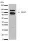 Neural Cell Adhesion Molecule 1 antibody, 710388, Invitrogen Antibodies, Western Blot image 