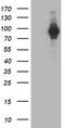 Phosphodiesterase 4B antibody, TA503446S, Origene, Western Blot image 