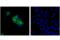 CD357 antibody, 10419S, Cell Signaling Technology, Immunocytochemistry image 