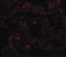 Pleckstrin Homology And RUN Domain Containing M1 antibody, LS-C108622, Lifespan Biosciences, Immunofluorescence image 