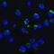 Autophagy And Beclin 1 Regulator 1 antibody, GTX17003, GeneTex, Immunocytochemistry image 