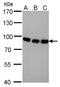 THO Complex 1 antibody, GTX70220-01, GeneTex, Western Blot image 