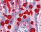 Trefoil Factor 3 antibody, 51-519, ProSci, Immunohistochemistry frozen image 
