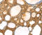 Transmembrane Serine Protease 11F antibody, MBS2526251, MyBioSource, Immunohistochemistry paraffin image 