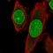 Tribbles Pseudokinase 3 antibody, HPA055442, Atlas Antibodies, Immunofluorescence image 