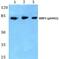 HMG-Box Transcription Factor 1 antibody, PA5-36809, Invitrogen Antibodies, Western Blot image 