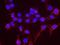 Minichromosome Maintenance Complex Component 7 antibody, NB100-252, Novus Biologicals, Proximity Ligation Assay image 