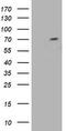 Tripartite Motif Containing 2 antibody, TA502192S, Origene, Western Blot image 