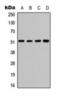 Activating Transcription Factor 2 antibody, orb393213, Biorbyt, Western Blot image 