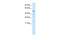 TEA Domain Transcription Factor 1 antibody, 31-215, ProSci, Western Blot image 