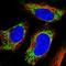 Ugt4 antibody, HPA065785, Atlas Antibodies, Immunofluorescence image 