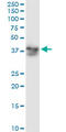 Alcohol Dehydrogenase 5 (Class III), Chi Polypeptide antibody, LS-C196618, Lifespan Biosciences, Western Blot image 