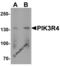 Phosphoinositide-3-Kinase Regulatory Subunit 4 antibody, 7949, ProSci, Western Blot image 
