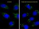 Microtubule Associated Protein 1 Light Chain 3 Alpha antibody, F40209-0.4ML, NSJ Bioreagents, Western Blot image 